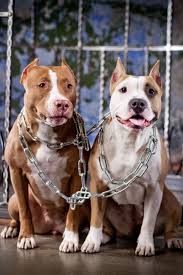 Pin On Pit Bull