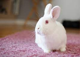 White Pink Rabbits Galore Pink Rabbit Rabbit Pink