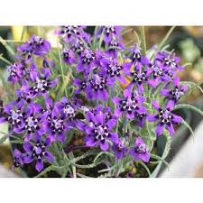Image result for Ornithoglossum viride