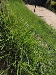 Image result for Urochloa brevispicata