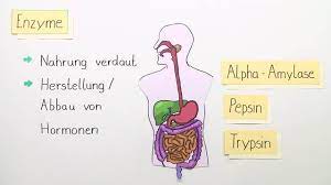Enzyme Biologie Definition I Inkl Ubungen