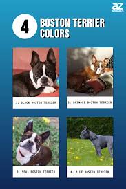 Image result for boston terrier