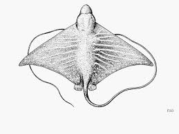 There are 134 eagle ray drawing for sale on etsy, and they cost $48.49 on average. Aetomylaeus Asperrimus Shark References