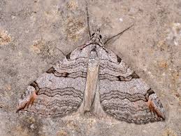 Image result for Aplocera efformata