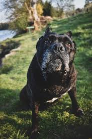 Check spelling or type a new query. From The Formentino Cane Corso To The Blue Cane Corso 101 Tindog