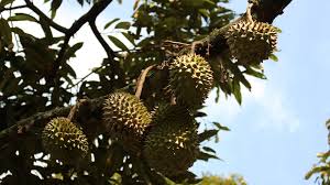 Any durian enthusiast knows that the best durians should be eaten fresh. Durian Rush Creates Thorny Environmental Problems In Malaysia Business And Economy News Al Jazeera