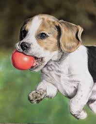 I Drew A Beagle Pup As A 17 Yr Old I M Pretty Proud Of My Progress Been Drawing For 4 Years Now Beagle Puppy Beagle Pup