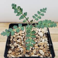 Image result for Pachycarpus concolor