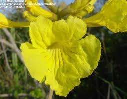 Image result for Handroanthus chrysotrichus