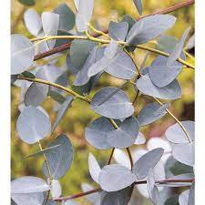 Monrovia 1 Pint Pot Eucalyptus L23519 Lowes Com Flower Stock Photography Silver Plant Plants