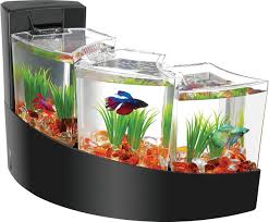 However there are lots of misunderstandings. Aqueon Betta Falls Kit Betta Fish Betta Betta Fish Tank