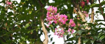 Maybe you would like to learn more about one of these? Alabama Gardens Crepe Myrtles Alabama Living Magazine