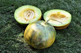 Image result for Cucumis melo
