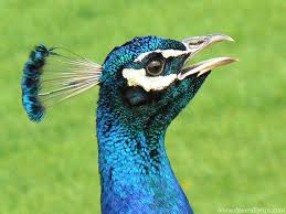 Bird With Colorful Feathers On Head Google Image Result For Http Www Digitaldesktopwallpaper Com Wallpapers Dave Animal Wallpaper Peacock Peacock Bird