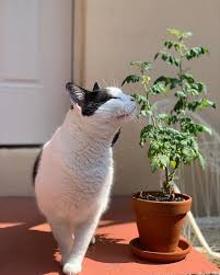 Tomatoes are under the solanaceae family. Can Cats Eat Tomatoes Are Tomatoes Bad For Cats