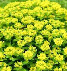 Image result for Euphorbia williamsonii