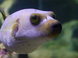 Even if a predator successfully eats a puffer fish, it may die from the toxin in the puffer fishs body. Pin By Amber Diehl On I Like It Dog Face Puffer Fish Fish