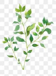 Plant Watercolor Leaves Vine Drawing Watercolor Plants