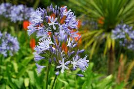Amenager Les Abords D Une Piscine En 5 Ambiances Promesse De Fleurs