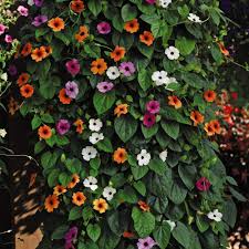 Check out our top picks for what to plant in your yard. T M Thunbergia Arizona Mixed Garden Summer Flowering Patio Jumbo Plug Plants Ebay
