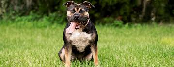 Have you heard about the pitweiler? Discover These 7 Amazing Rottweiler Mixes Crossbreeds Pet Side