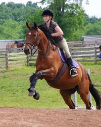 I Loved Horses And Horse Books As A Child Horse Equine Equine Jump Horse Jumping Quotes Horse Jumping Quotes Horses Jumping Videos Horse Quotes Funny