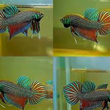 This video is an unboxing of live fish ordered from aquabid.com, from the vendor 90125. Vip Bettas Super Blue Hmpk Pair 1 On Aquabid At