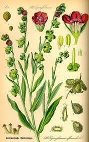 Image result for Cynoglossum coeruleum