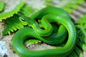 yesil yilan gormek green snake snake colorful snakes