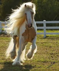 20 Horses With Better Hair Than You Horses Beautiful Horses Pretty Horses