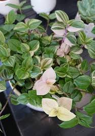 The stems are about 2 to 3 inches and growing fast. Wandering Jew Plant Inch Plant Tradescantia Zebrina Zebrina Pendula Guide Our House Plants