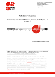 Image result for Polystachya mildbraedii