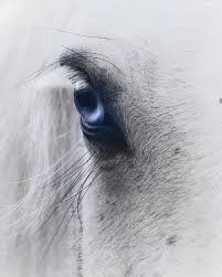 Pferde Augen Pferde Fotografie Schone Pferde Pferde