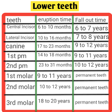 Calendar months are slightly longer than lunar months. How Many Teeth Does A Child Have In Their Mouth Biologysir