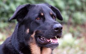 The lifespan of this crossbreed is around 10 to 13 years. German Shepherd Rottweiler Mix The Complete Guide My Dog S Name