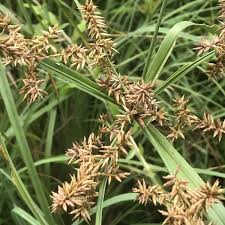 Image result for Cyperus fischerianus