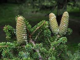 Image result for Scytopetalum pierreanum