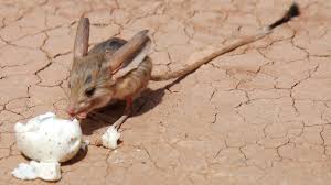 An exaggerated way of saying you are hungry. Desert Habitat