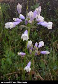 Image result for Tridactyle filifolia
