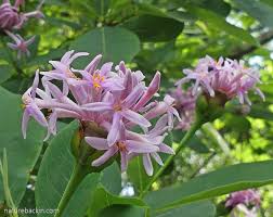 Image result for Dais cotinifolia