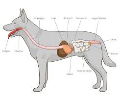 Canine Flatulence (Gas) – Do Dogs Fart? – Paw Castle
