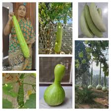 Image result for Lagenaria rufa