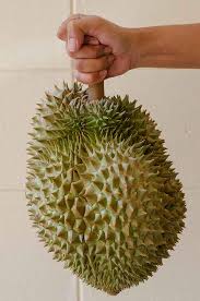 วันนี้ลองซื้อมาชิม กิโลละ 300 แกะออกมาตกเม็ดละ 45 บาท เม็ดเล็กๆ. à¸— à¹€à¸£ à¸¢à¸™à¸«à¸¡à¸­à¸™à¸—à¸­à¸‡ à¸­ à¸™ à¸— à¸¡à¸²à¸¢ à¸Š à¸­à¸› In Tomy Shop
