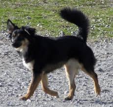 These two intelligent herding dog breeds are athletic and agile, with a tendency to be protective towards their family. Free Download Border Collie German Shepherd Mix 500x476 For Your Desktop Mobile Tablet Explore 48 German Shepherd Wallpaper Borders German Shepherd Wallpaper Borders German Shepherd Wallpaper German Shepherd Dog Wallpaper