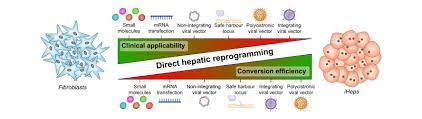 We did not find results for: Direct Reprogramming Of Somatic Cells Into Induced Hepatocytes Cracking The Enigma Code Journal Of Hepatology