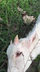 Maybe you would like to learn more about one of these? Animal Hospital Home Facebook