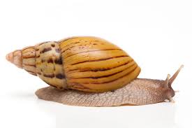 Image result for Hirtella zanzibarica