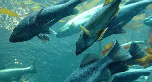 Si dedek lagi pamerin jmbt lebatnya paid promote open order, bagi yg minat celana dalam cewek bekas pakai (kotor) bisa follow instgram di bwah ini. Ikan Salmon Alunna Ratna Anggraini