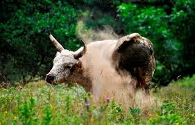 Image result for chillingham cattle