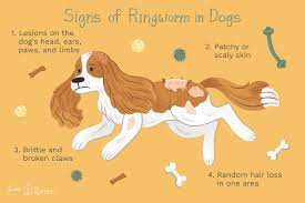 Ringworm Can Be Found Anywhere On A Dog S Body Resulting In Skin Lesions And Discomfort It Can Infect Hum In 2021 Dog Ringworm How To Treat Ringworm In Dogs Ringworm